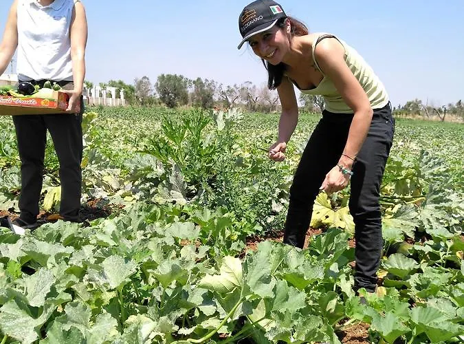 Masseria Fulcignano Κατάλυμα σε φάρμα